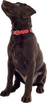 Brown dog with red collar